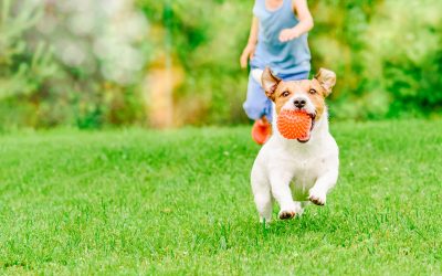 Our Top 10 Guide to  Spring Lawn Care