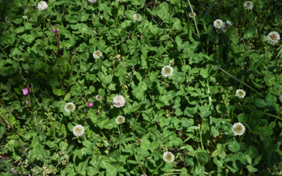 Dealing with Lawn Weeds in NZ