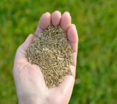 seed starter
